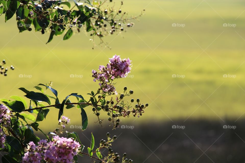 Flower, Nature, Flora, Tree, Leaf