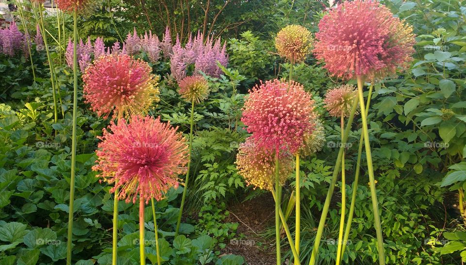 Flowers in NYC Park