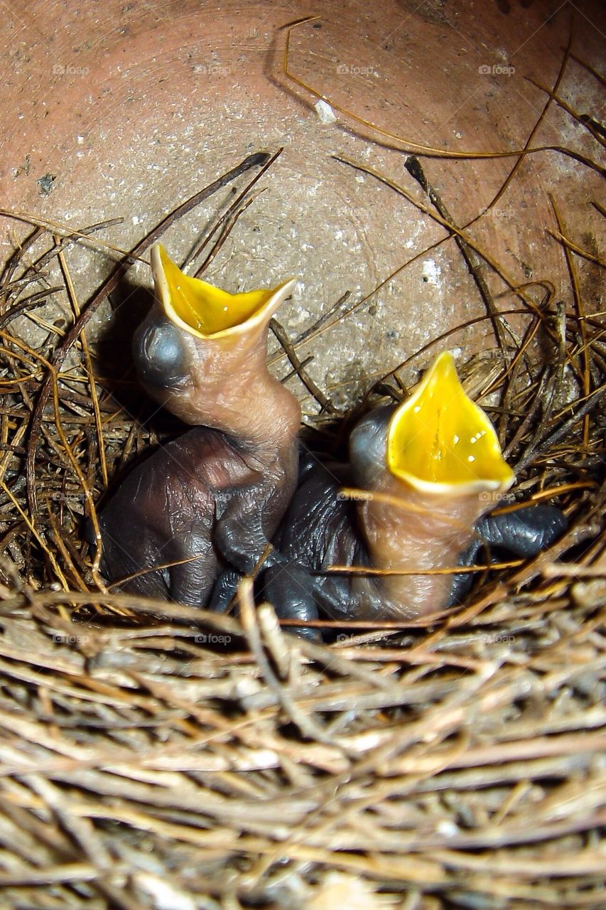 Nest