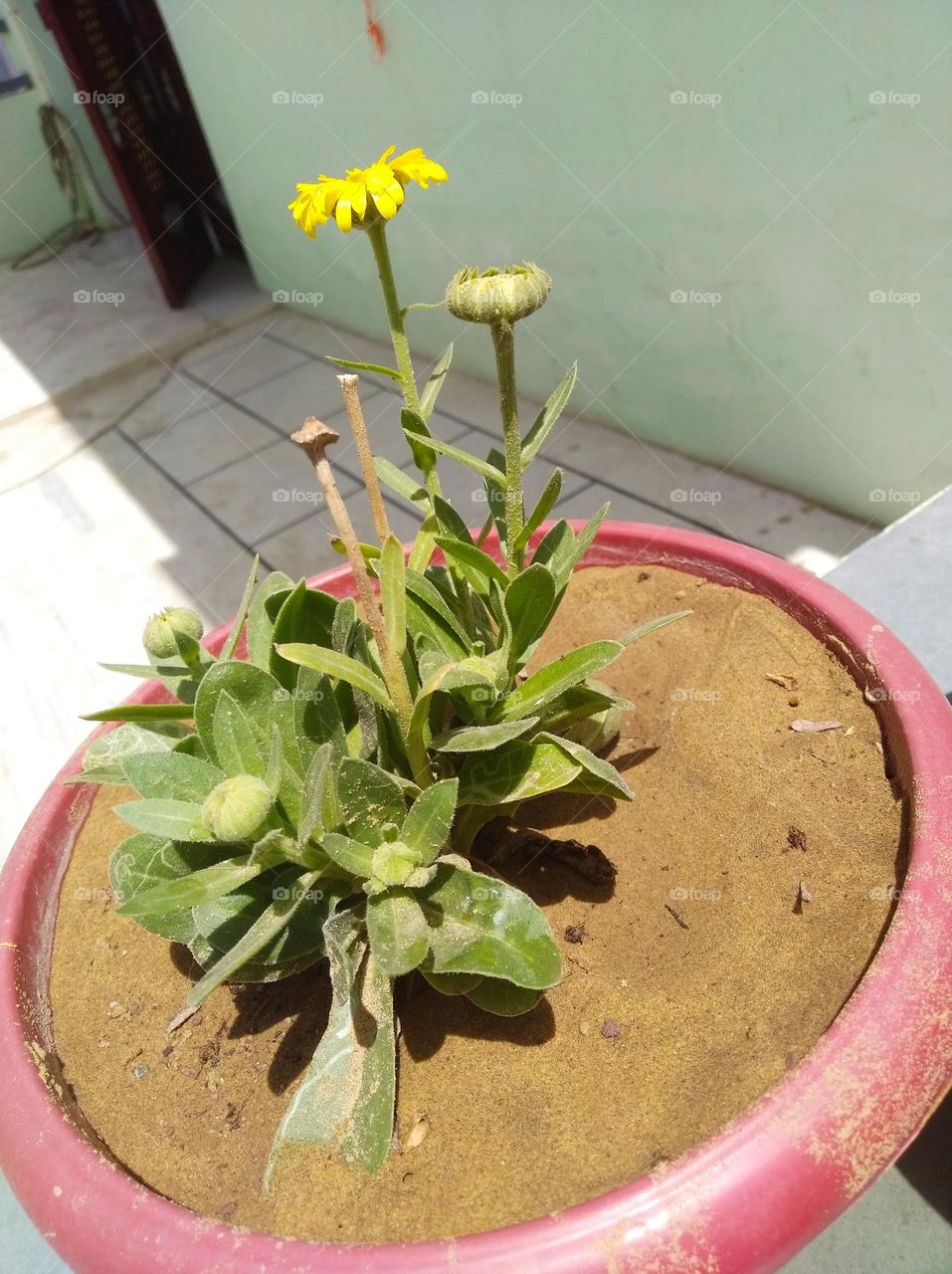 sunflower yellow fresh seasonal looking very beautiful generally found everywhere on the occasion of earth day