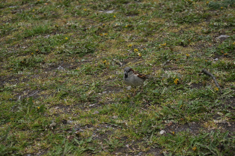 Bird, Wildlife, Nature, No Person, Outdoors