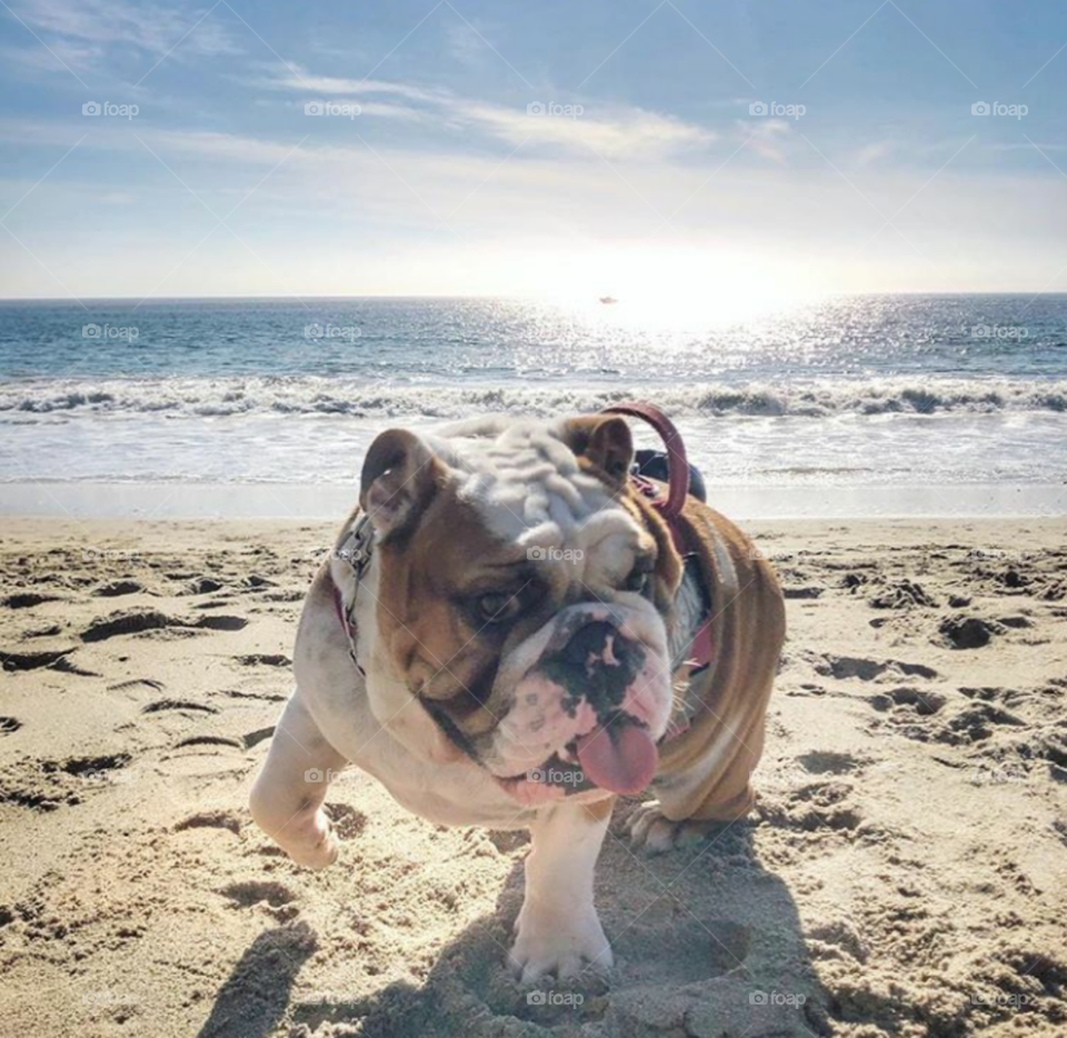 French bulldog summer