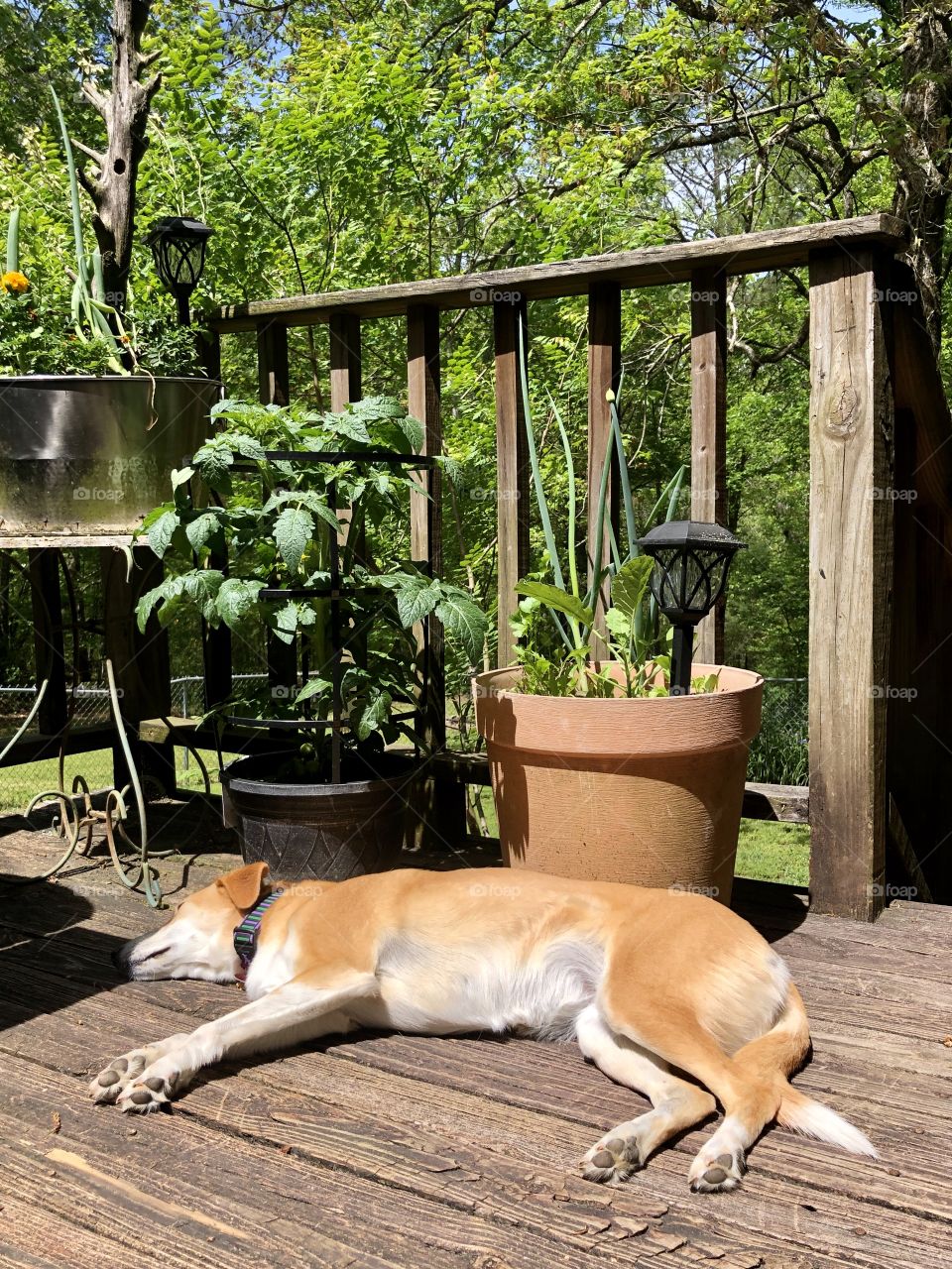 Pretty hound dog sleeping in the sun