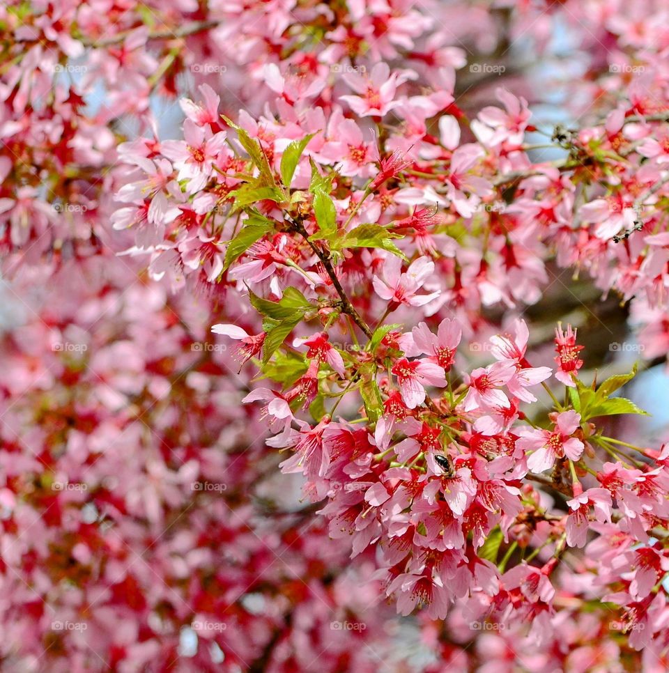 Sakura blossom