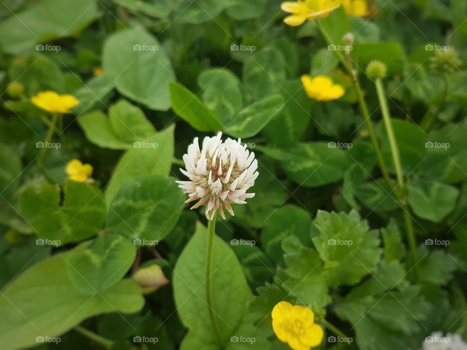 clover flower in pasture