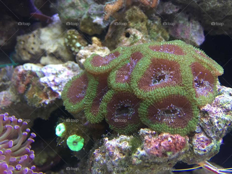 coral