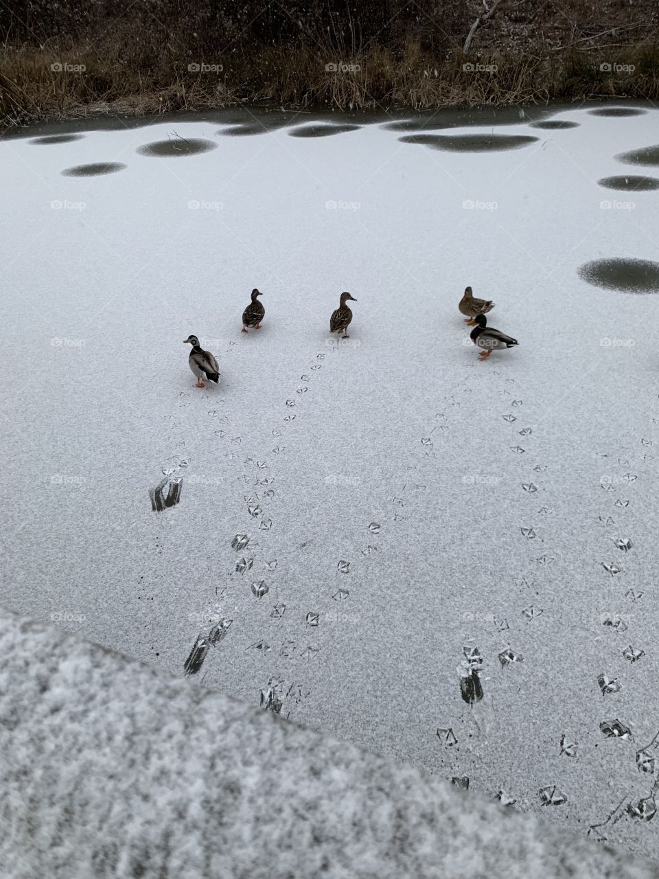Icewalking on the frozen pond