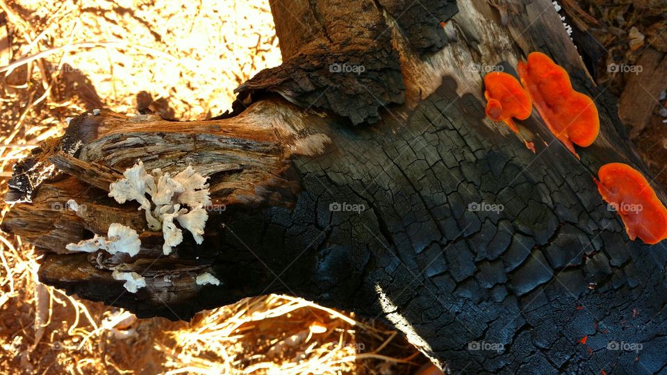 Caule, tronco seco, queimado... carvão com parasitas interessantes.