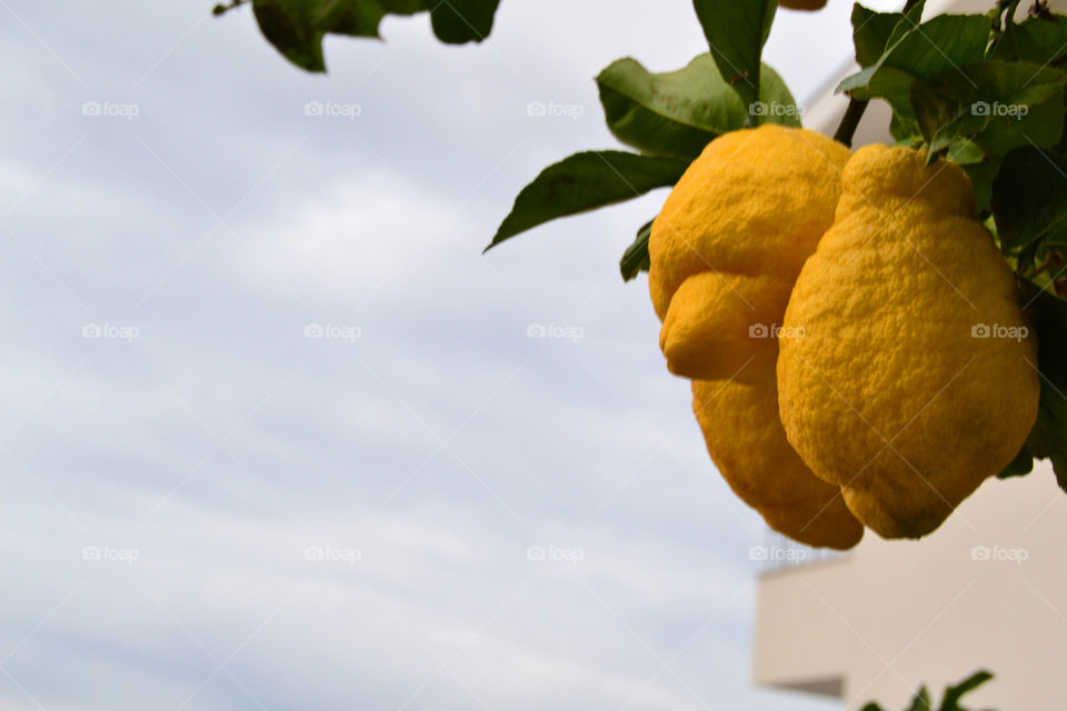 Lemons on tree