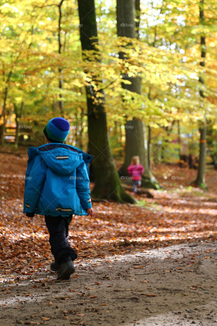 Fall, Park, Wood, Leaf, Nature