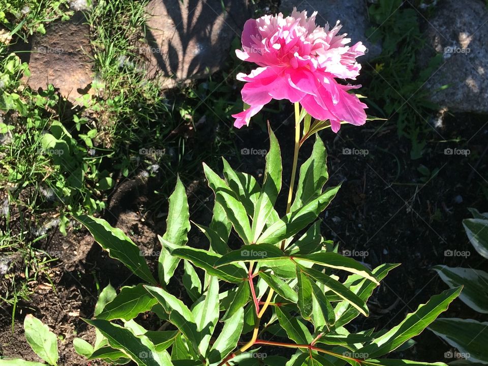 Pink Peonie , first time blooming, simple and beautiful