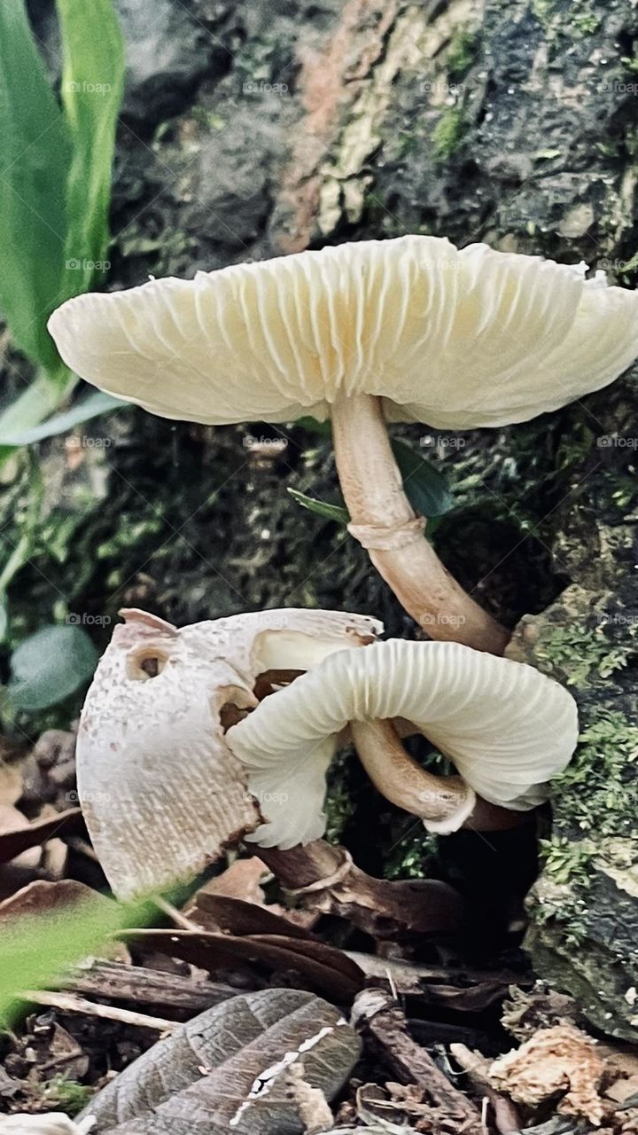 Fungus