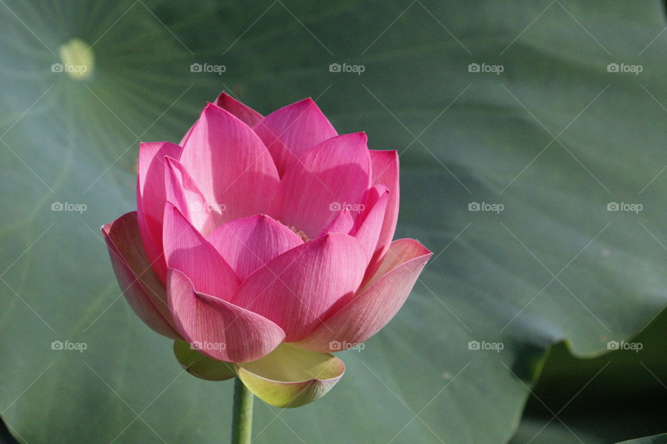pink flower. Park. Sacramento California
