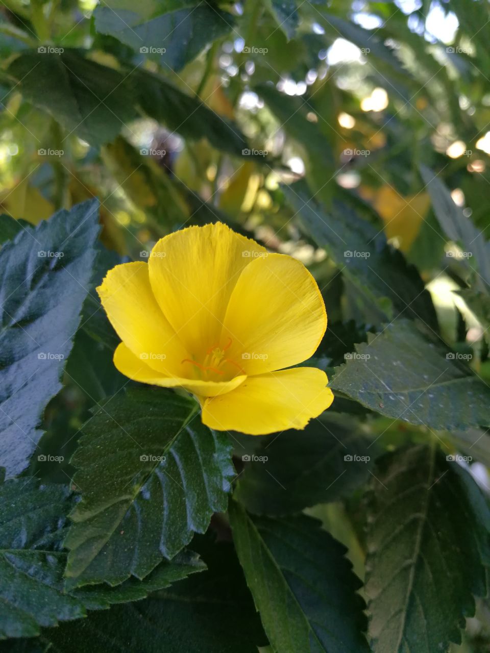 Yellow Buttercup Flower