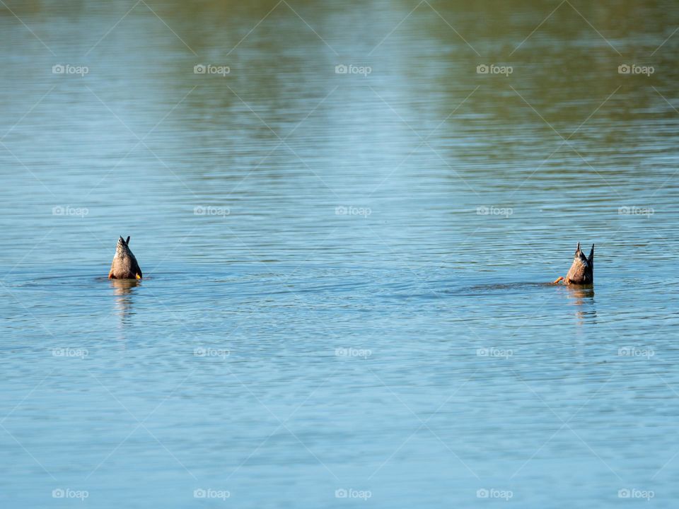Two ducks dive simultaneously which results in two duck butts sticking up into the morning sun