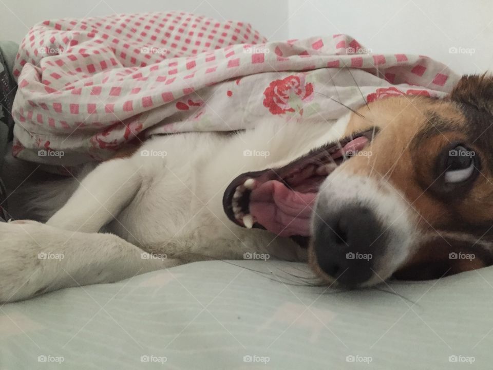 Sleepy cute dog yawning in the bed