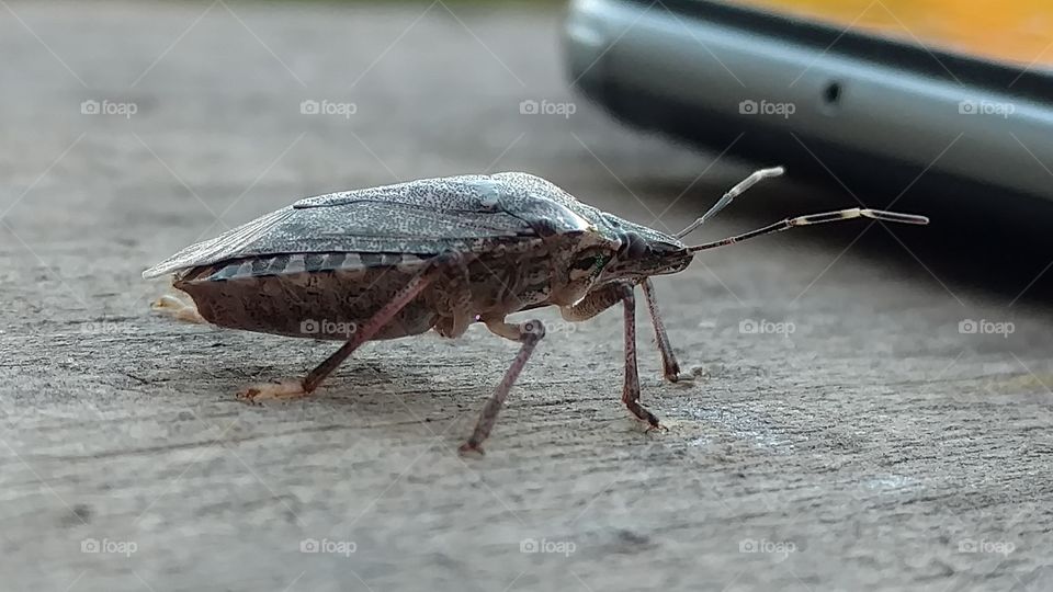 Insect, Invertebrate, Nature, Antenna, No Person