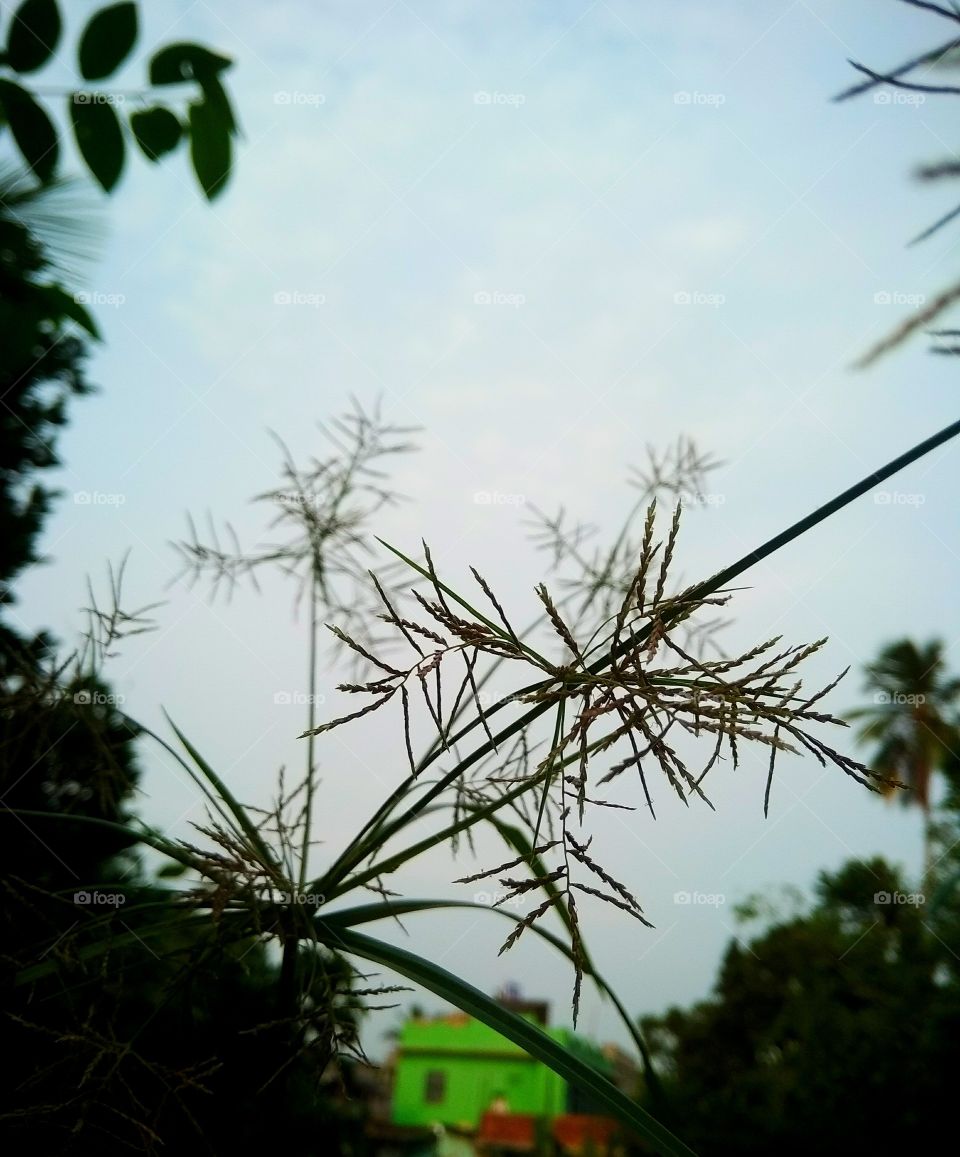 nature is near to you