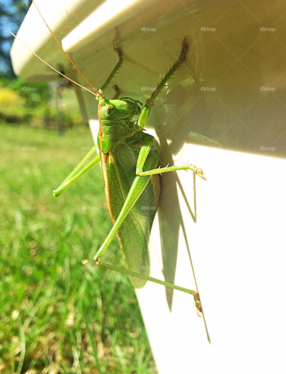 And again, a giant grasshopper