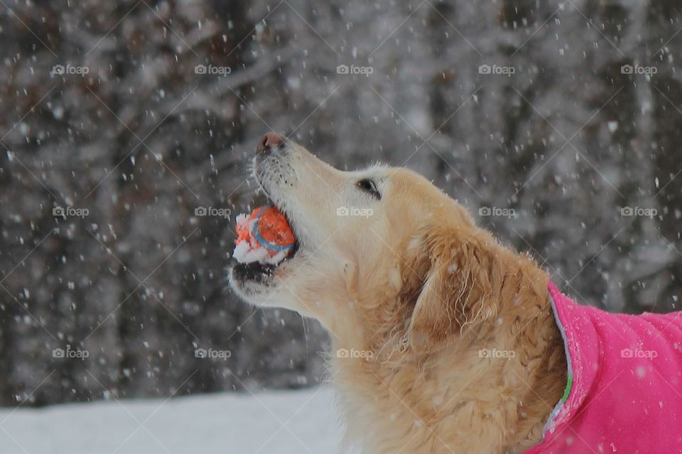 A snowy Sunday in November,  our golden retriever Kaci enjoying the cold weather