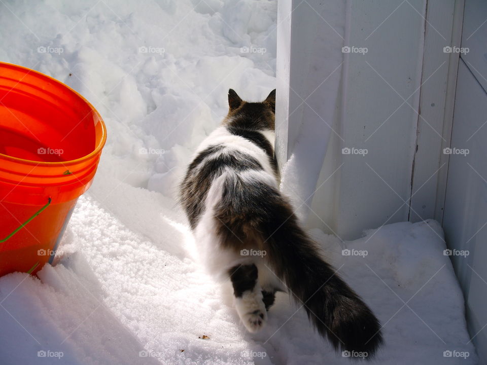 Snow, Cat, Winter, No Person, Mammal