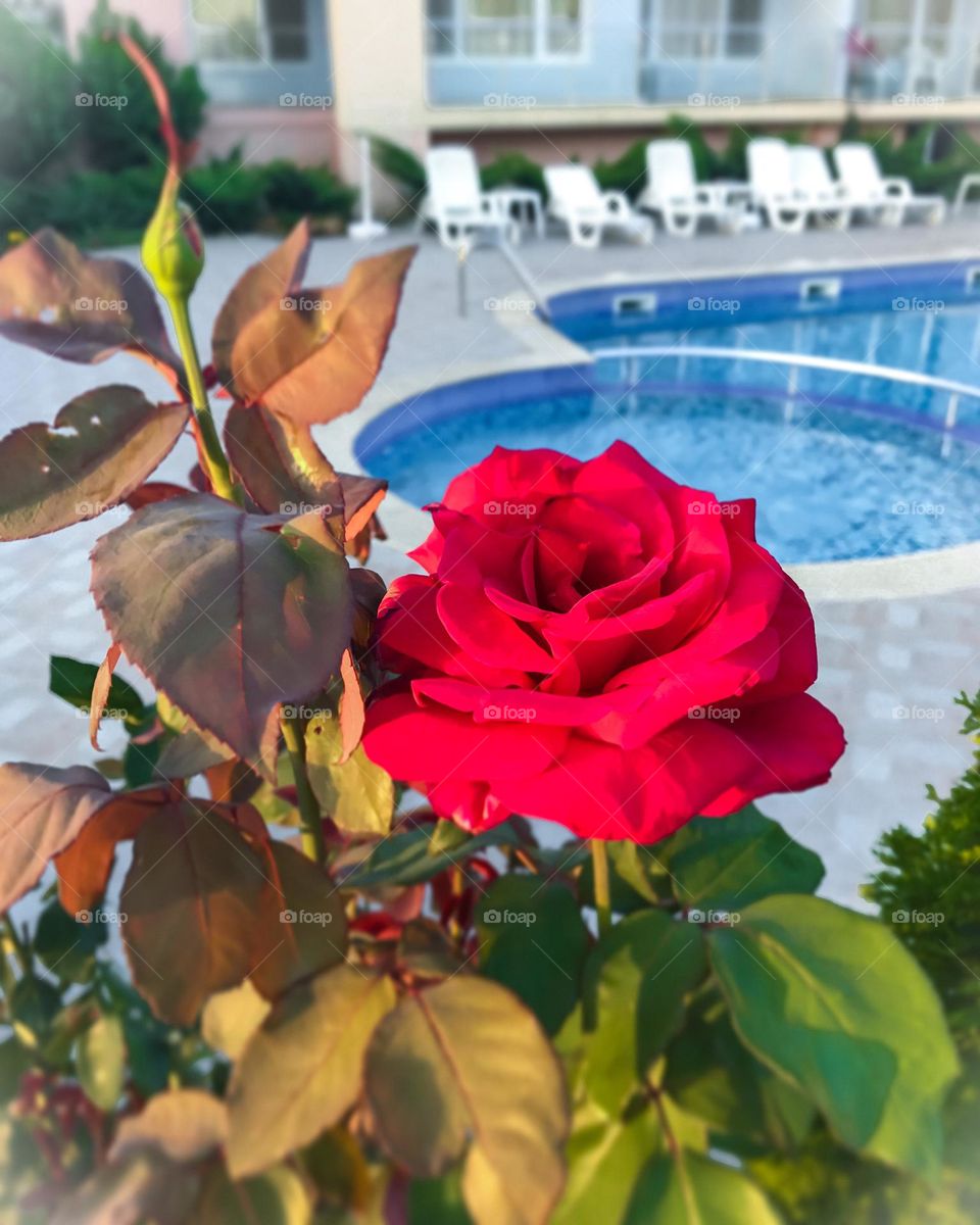 Red Bulgarian rose by the pool