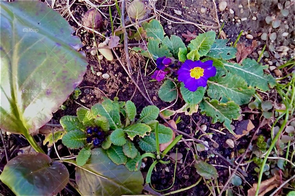 These lovely flowers are springing up from the ground just in time for Spring in this garden in rural “Bavaria”, Germany. 2024. Hypnotic Productions