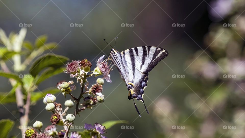 Iphiclides podalirius
La podalirio