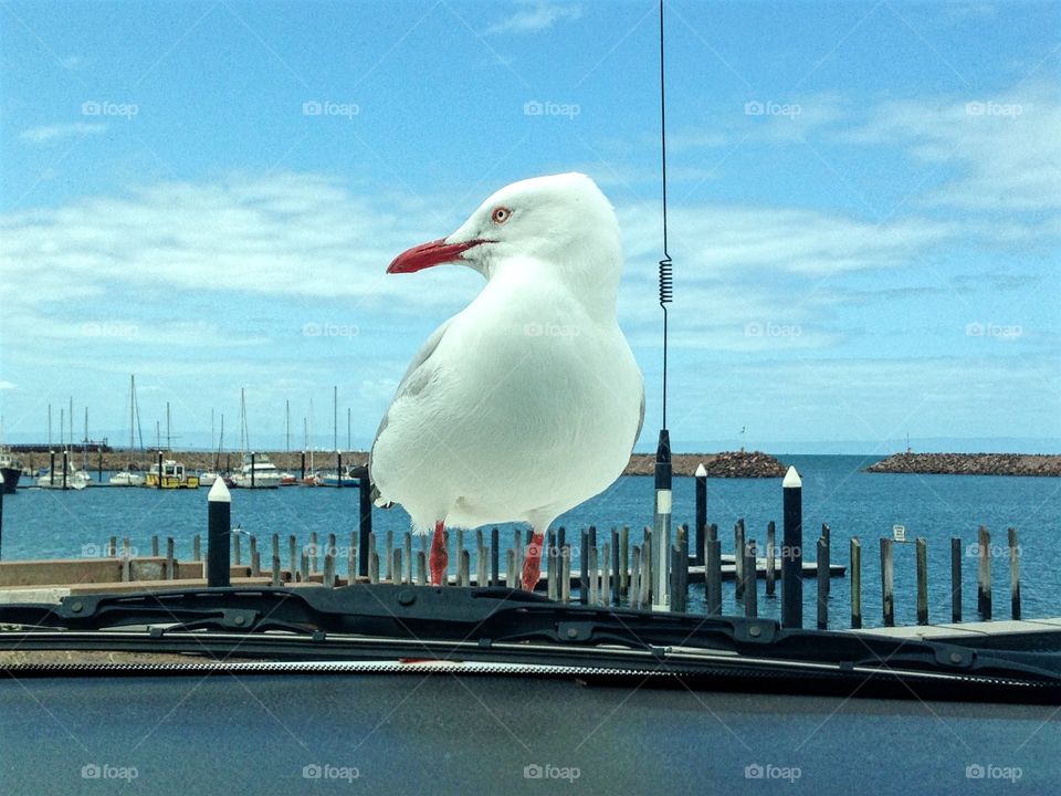 Seagull on the SUV. An opportunistic seagull on the hood (bonnet) of the SUV at the foreshore