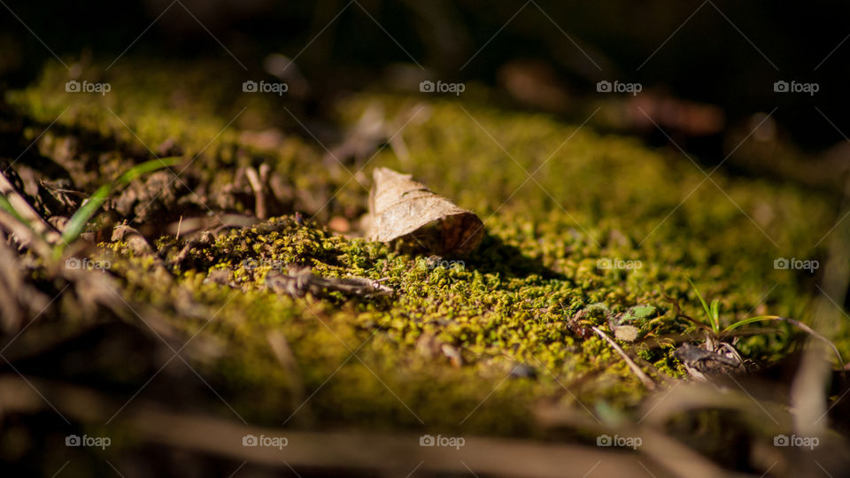 A lone leaf on moss. Just one leaf on the forest floor 