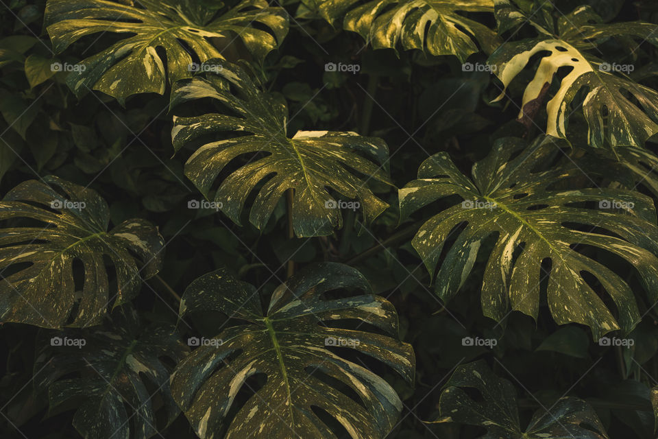 Big elephant leafs growing indoors in a greenhouse