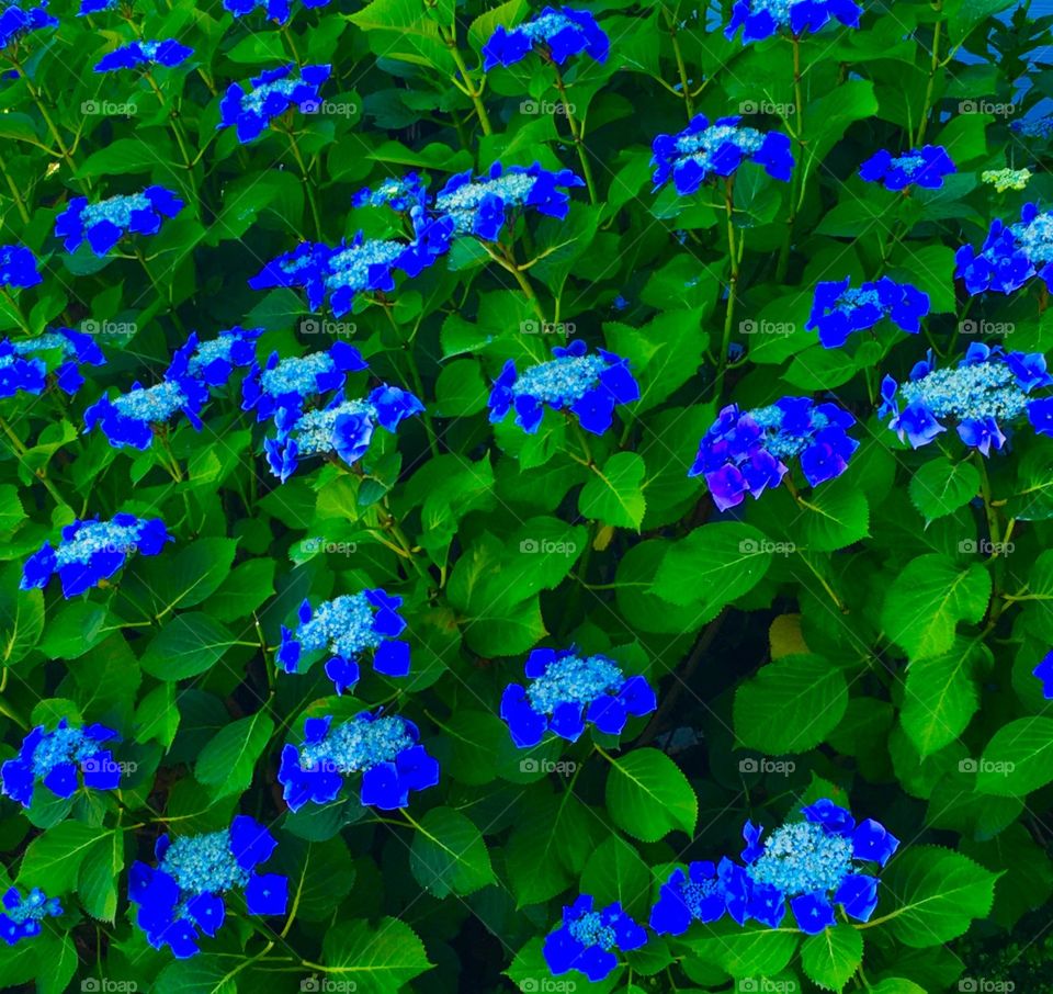 Blue Blooms 