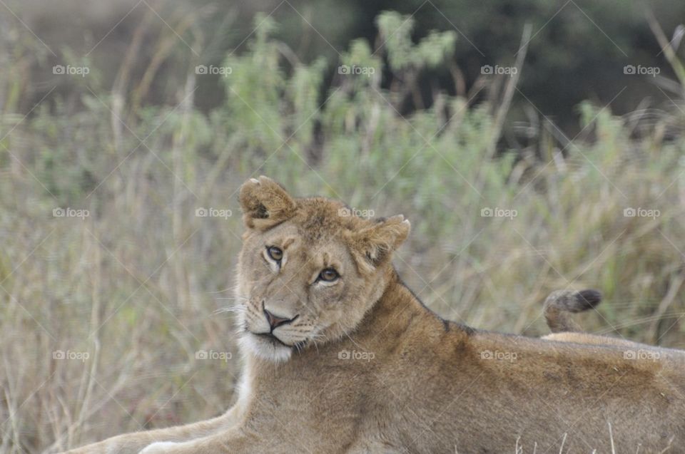 Lioness resting on river bank