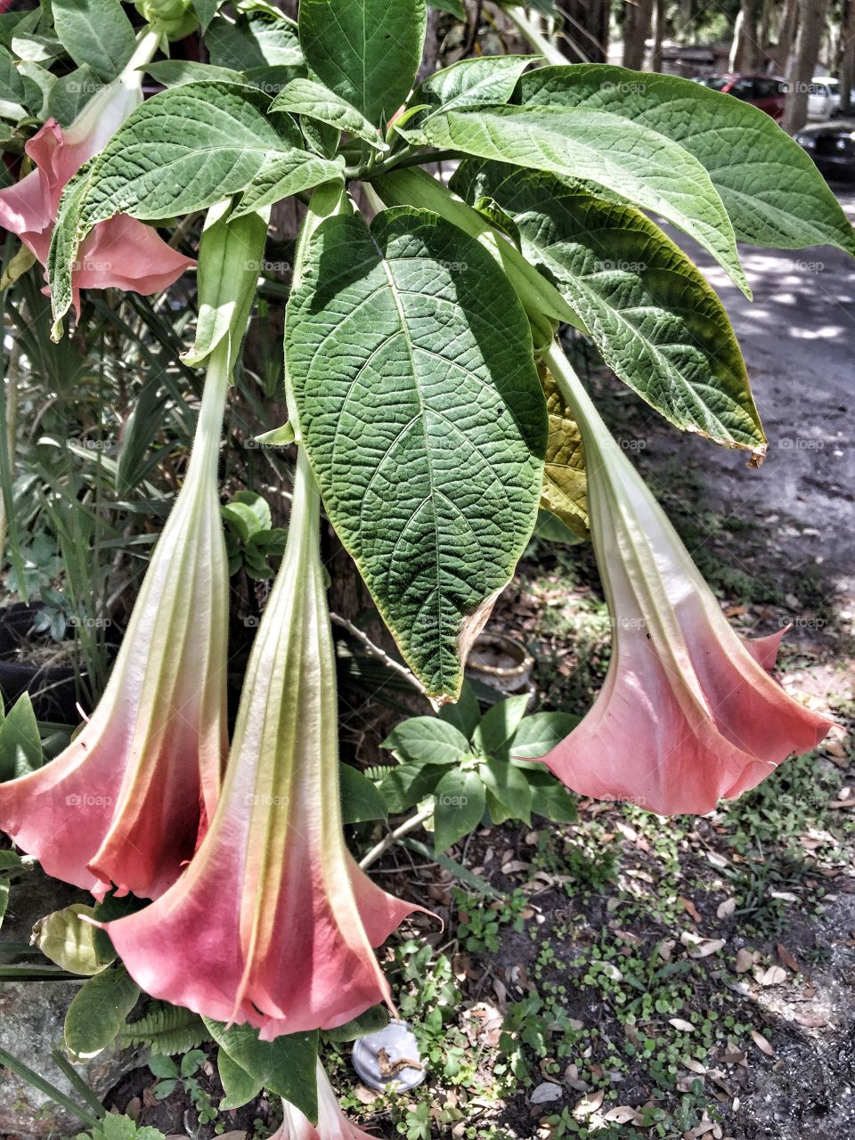 Angel trumpets