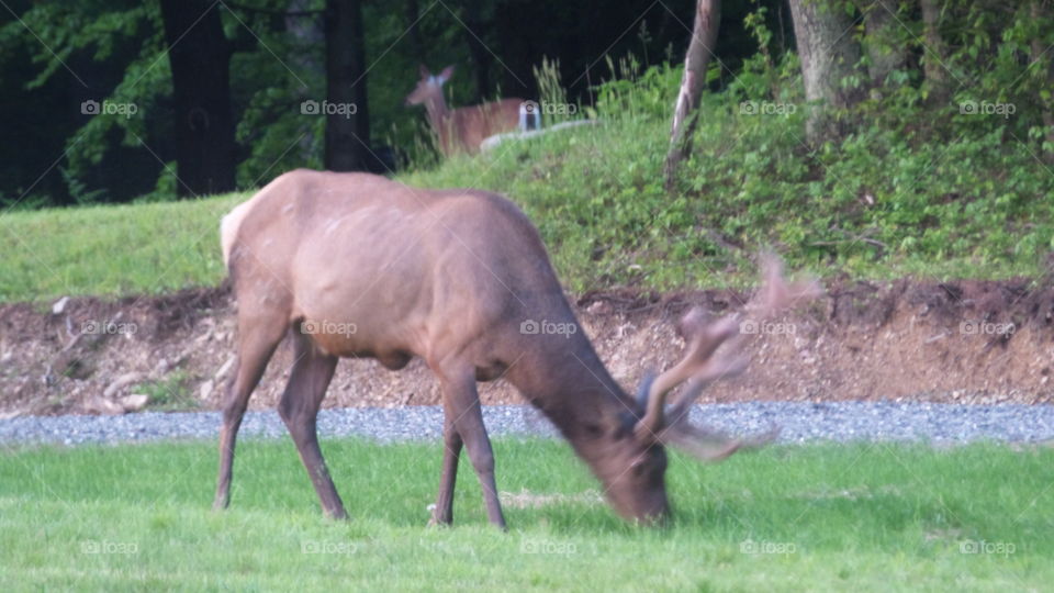 Yes deer, I photo bombed ur elk picture!