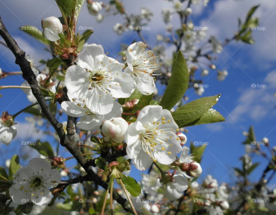 Cherry blossom