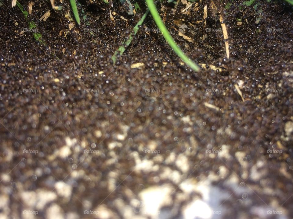Ants by grass
