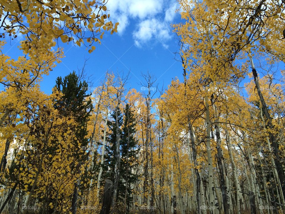 Low angle view of forest in autumn