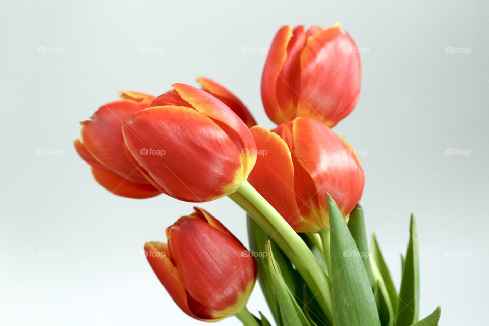 Close-up of red blooming flowers