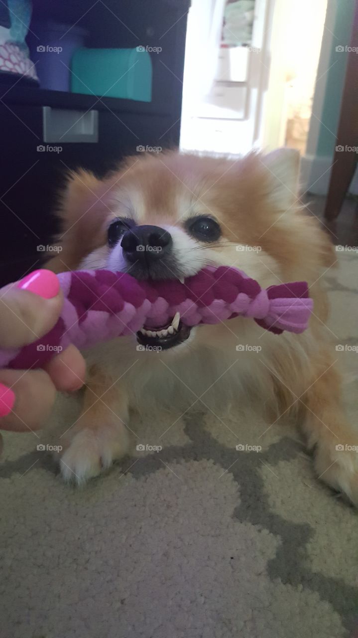 Foxy Pom Tug-of-war