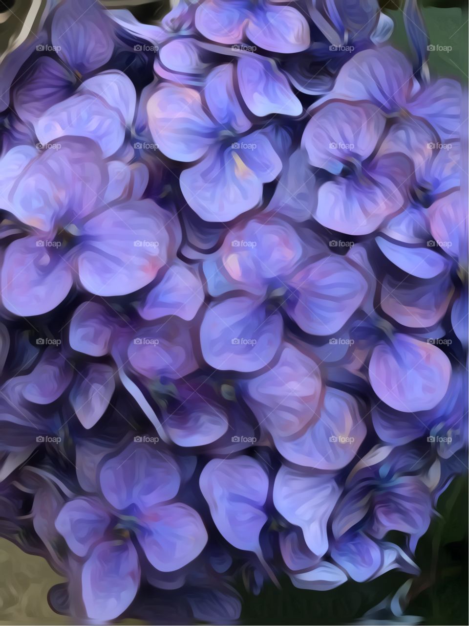Close up hydrangeas purple 