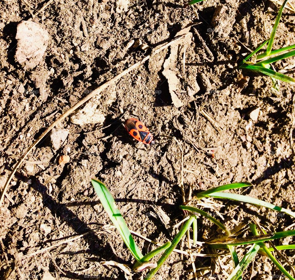 beetle firefighter spring earth grass color green