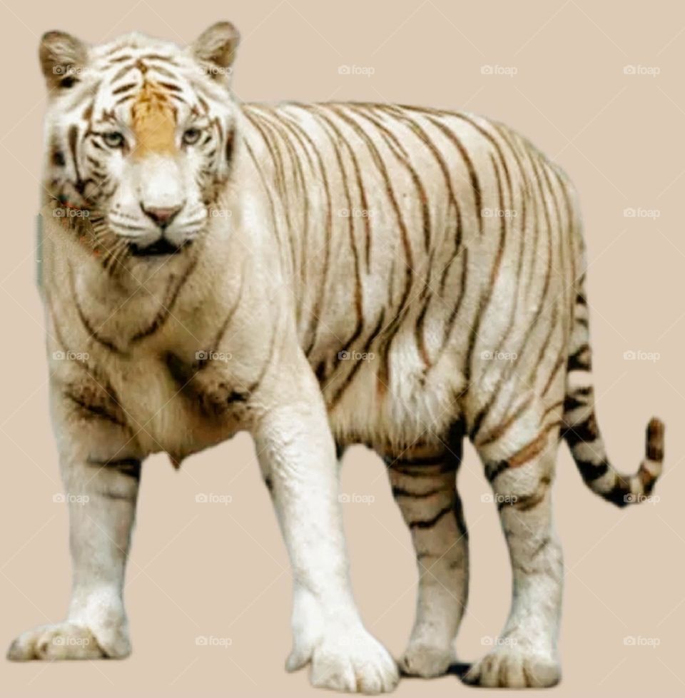 A very beautiful and rare species of tigress.