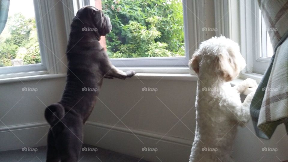 two handsome dogs looking out of the window