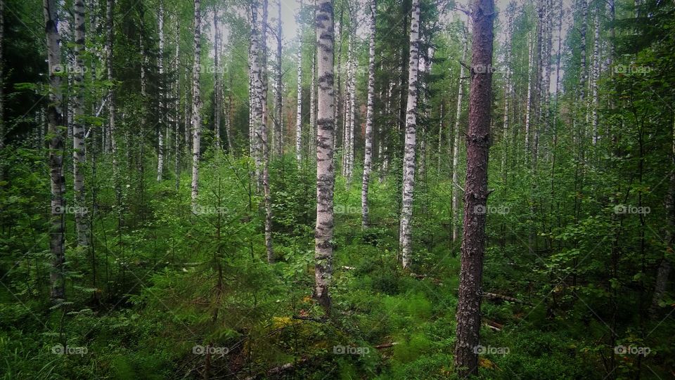 In the middle of a Finnish forest