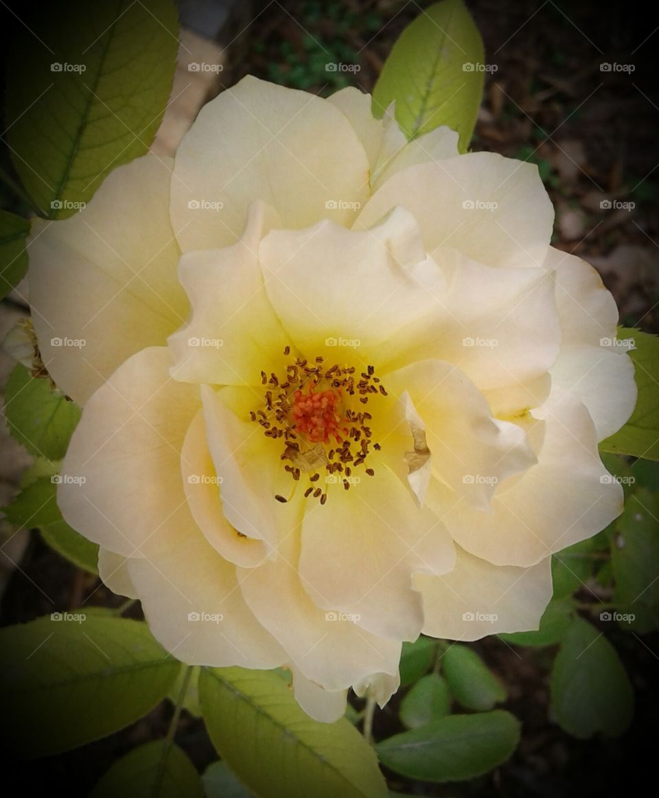 Flower, Rose, Nature, Leaf, Flora