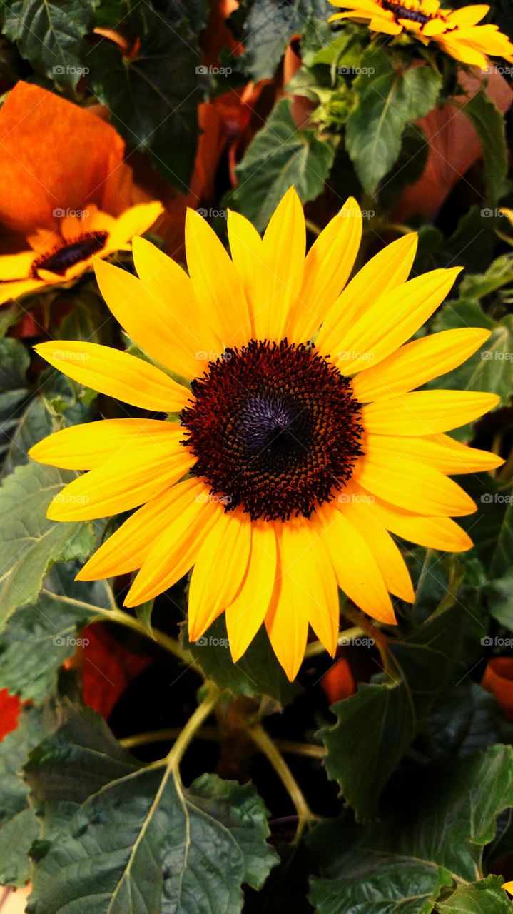 sunflower for sale potted plant grocery store