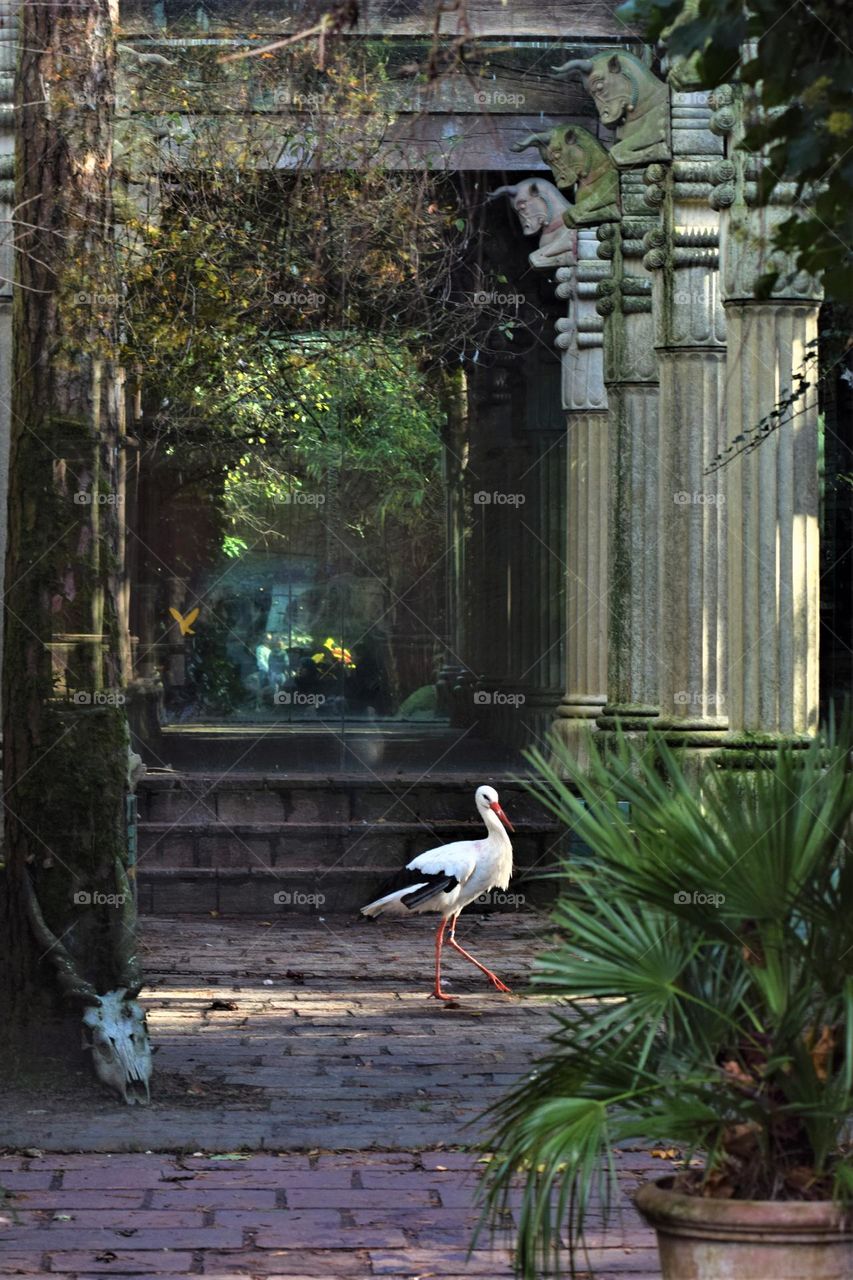 stork walking trough a lane with large pillars plants and a fake animal skull