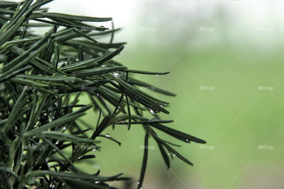 Close up of fresh rosemary with water drops