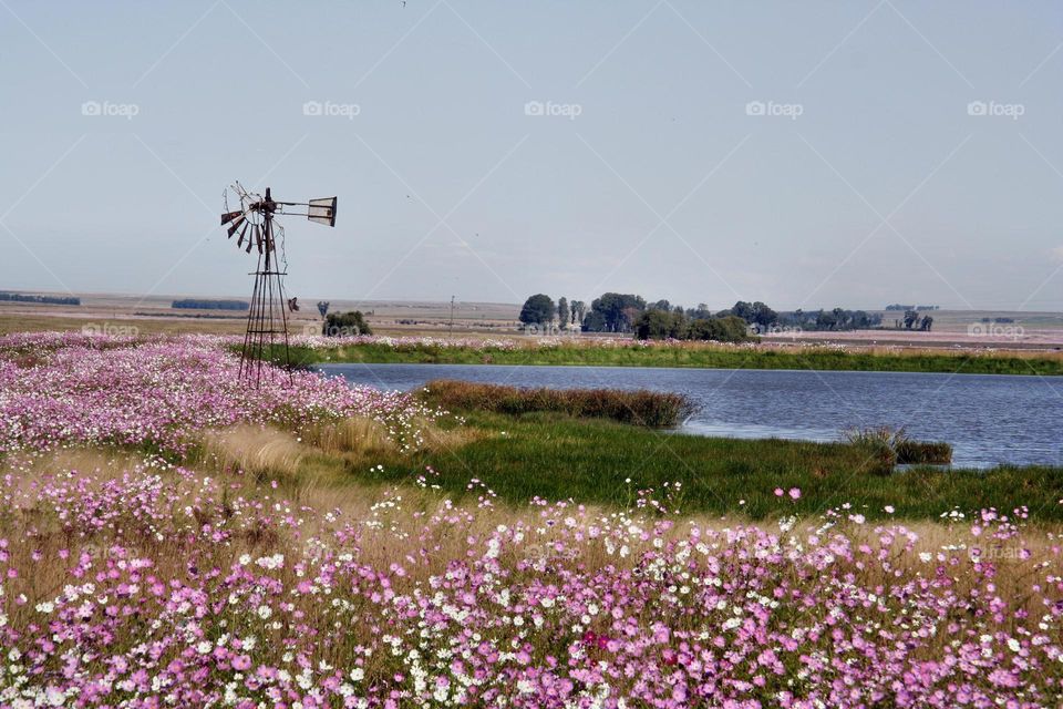 Wild Cosmos Flowers